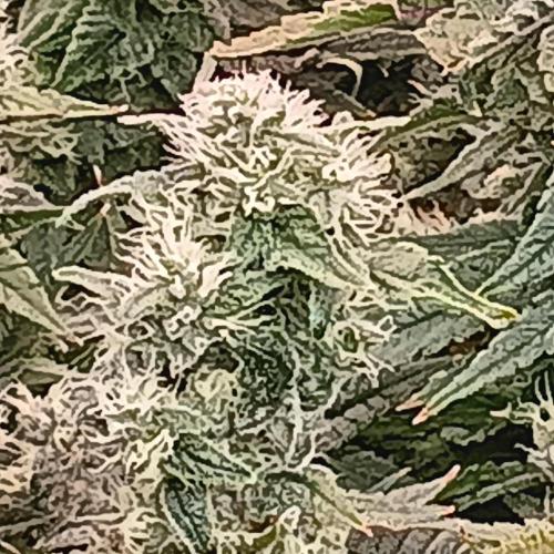 BubbleGum, RainbowSherbert, SkunkBreath. Week 15 - BG