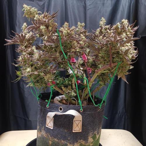 BubbleGum, RainbowSherbert, SkunkBreath. Week 15 - SB