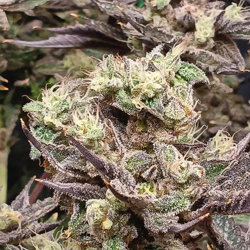 BubbleGum, RainbowSherbert, SkunkBreath. Week 15 - SB