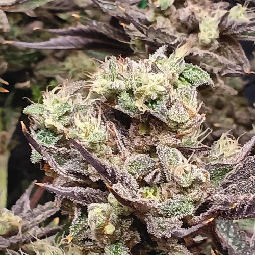 BubbleGum, RainbowSherbert, SkunkBreath. Week 15 - SB