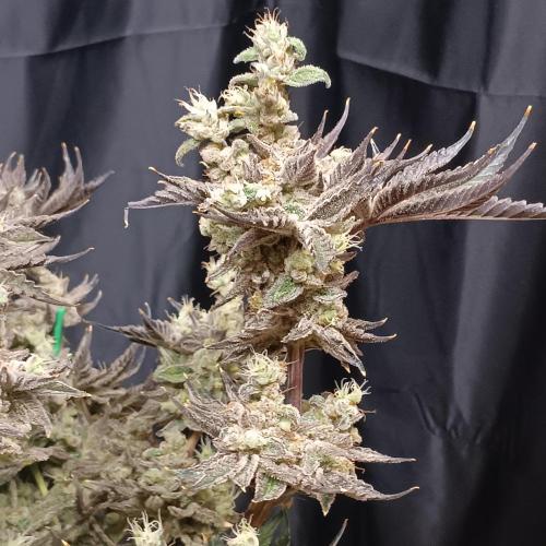 BubbleGum, RainbowSherbert, SkunkBreath. Week 15 - SB