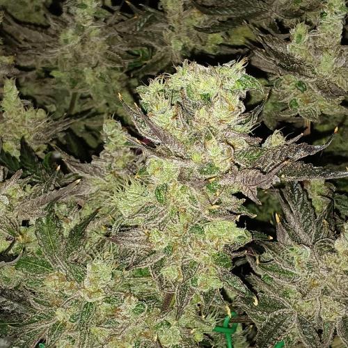 BubbleGum, RainbowSherbert, SkunkBreath. Week 15 - SB