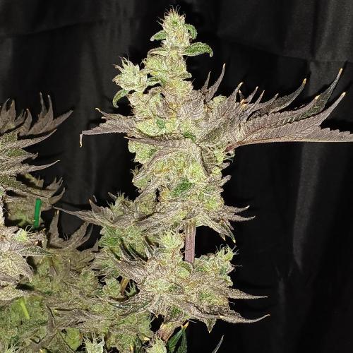 BubbleGum, RainbowSherbert, SkunkBreath. Week 15 - SB