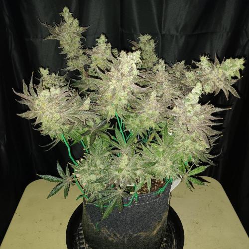 BubbleGum, RainbowSherbert, SkunkBreath. Week 15 - SB