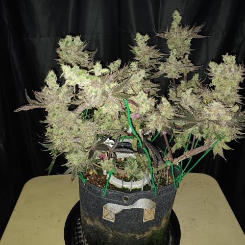 BubbleGum, RainbowSherbert, SkunkBreath. Week 15 - SB