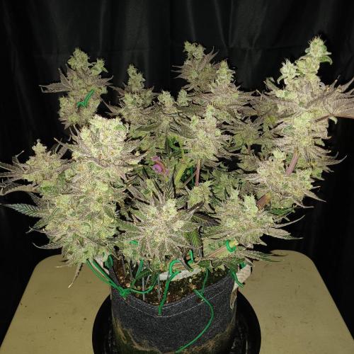 BubbleGum, RainbowSherbert, SkunkBreath. Week 15 - SB