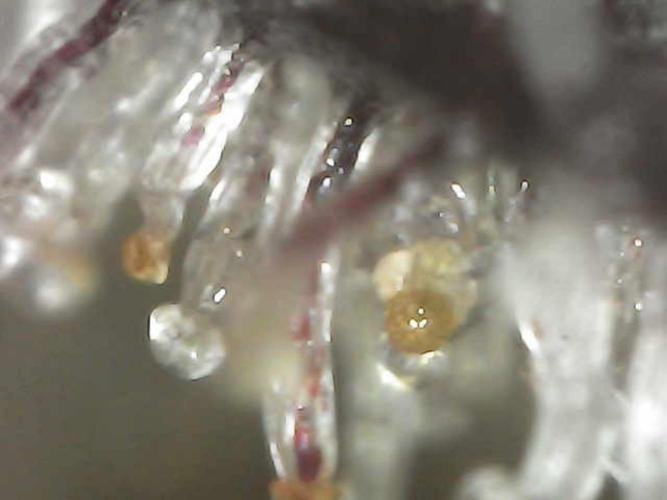 BubbleGum, RainbowSherbert, SkunkBreath. Week 15 - SB