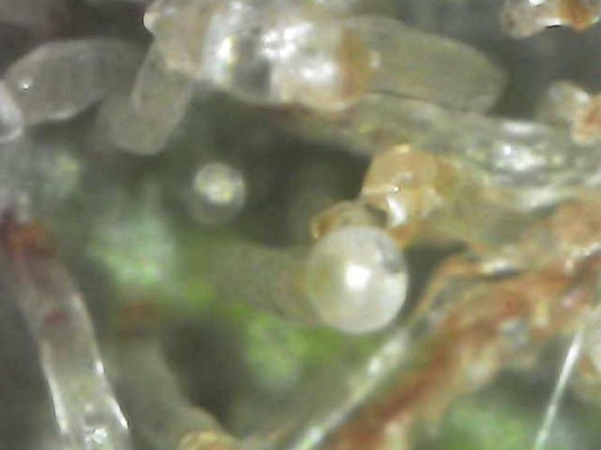 BubbleGum, RainbowSherbert, SkunkBreath. Week 15 - SB