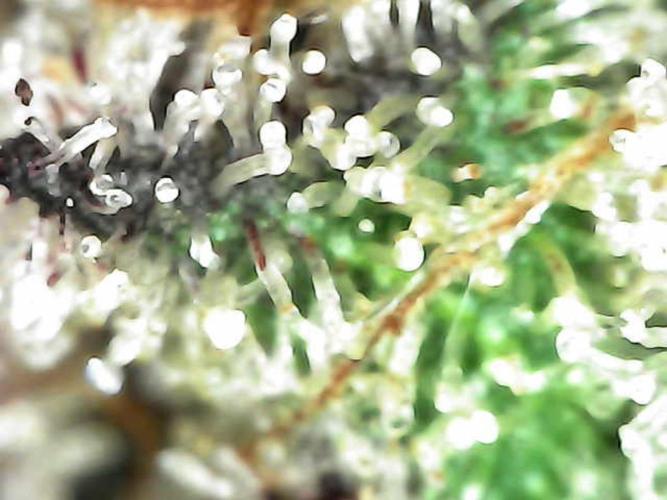 BubbleGum, RainbowSherbert, SkunkBreath. Week 15 - SB