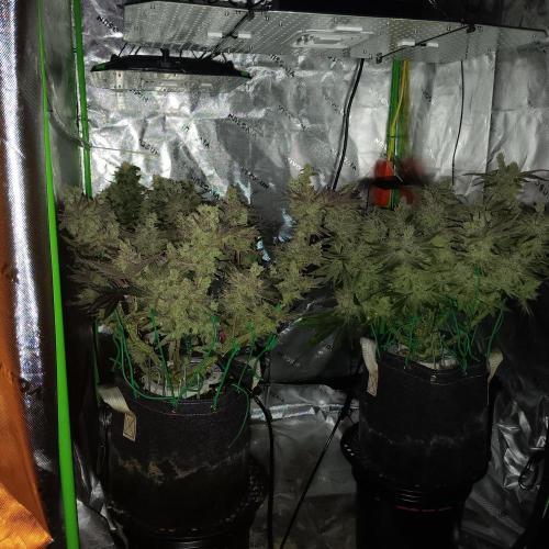 BubbleGum, RainbowSherbert, SkunkBreath. Week 15