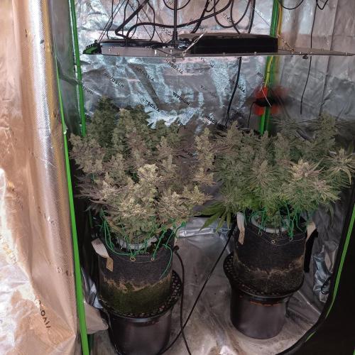 BubbleGum, RainbowSherbert, SkunkBreath. Week 15