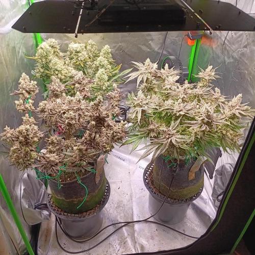 BubbleGum, RainbowSherbert, SkunkBreath. Week 16