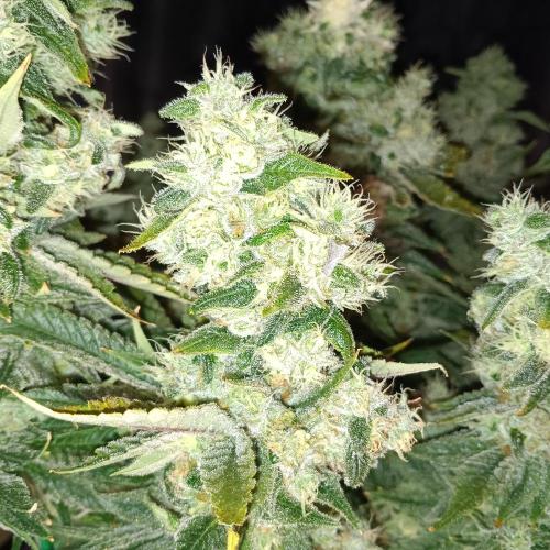 BubbleGum, RainbowSherbert, SkunkBreath. Week 16