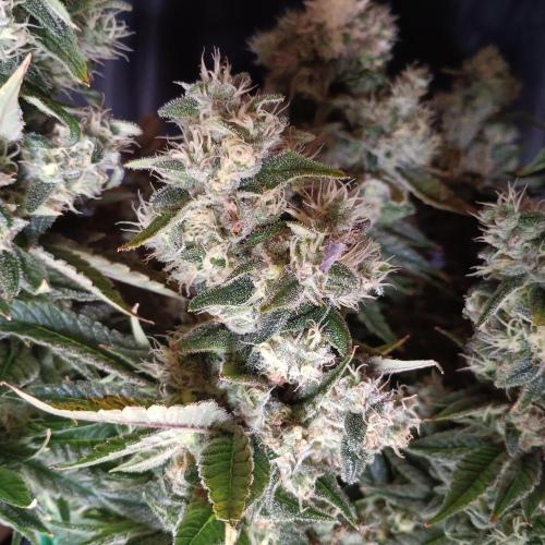 BubbleGum, RainbowSherbert, SkunkBreath. Week 16