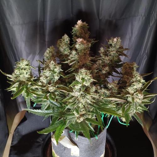 BubbleGum, RainbowSherbert, SkunkBreath. Week 16