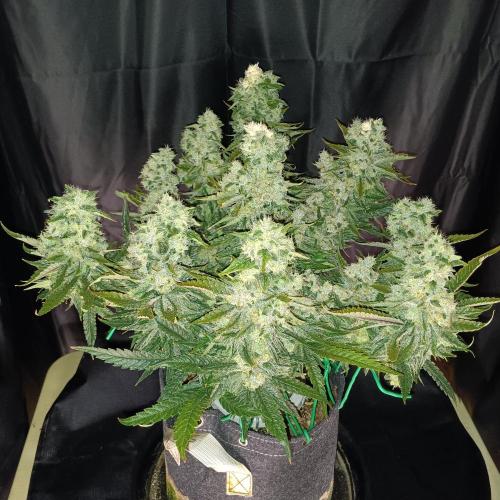 BubbleGum, RainbowSherbert, SkunkBreath. Week 16