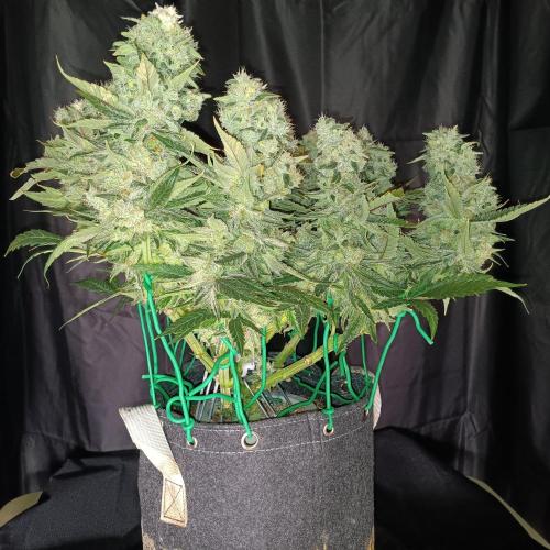 BubbleGum, RainbowSherbert, SkunkBreath. Week 16