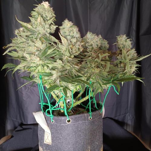 BubbleGum, RainbowSherbert, SkunkBreath. Week 16