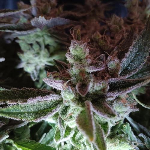 BubbleGum, RainbowSherbert, SkunkBreath. Week 16