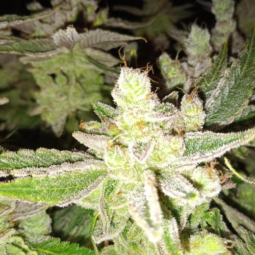 BubbleGum, RainbowSherbert, SkunkBreath. Week 16