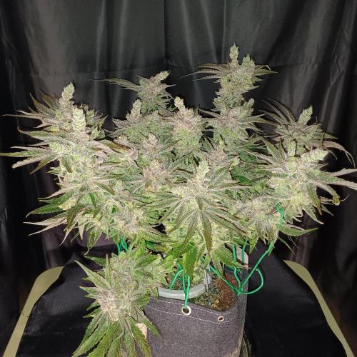 BubbleGum, RainbowSherbert, SkunkBreath. Week 16