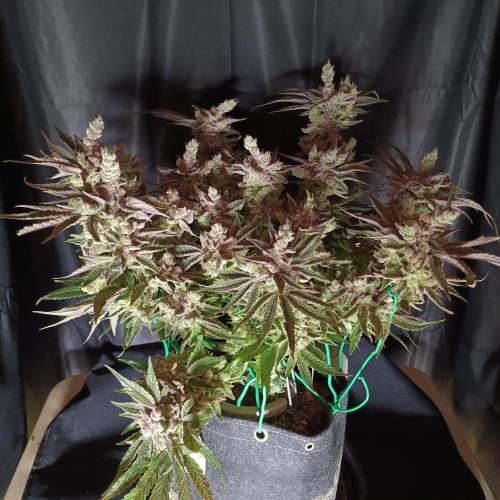 BubbleGum, RainbowSherbert, SkunkBreath. Week 16