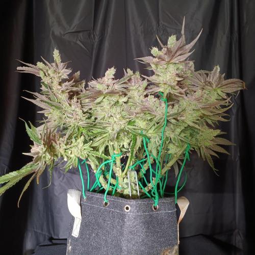 BubbleGum, RainbowSherbert, SkunkBreath. Week 16