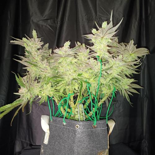 BubbleGum, RainbowSherbert, SkunkBreath. Week 16