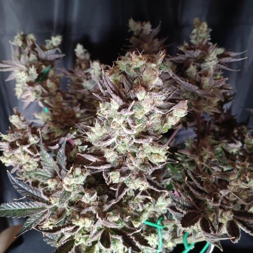 BubbleGum, RainbowSherbert, SkunkBreath. Week 16