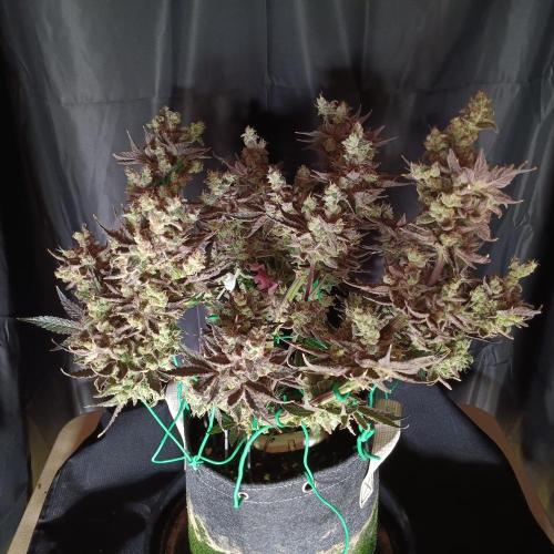 BubbleGum, RainbowSherbert, SkunkBreath. Week 16