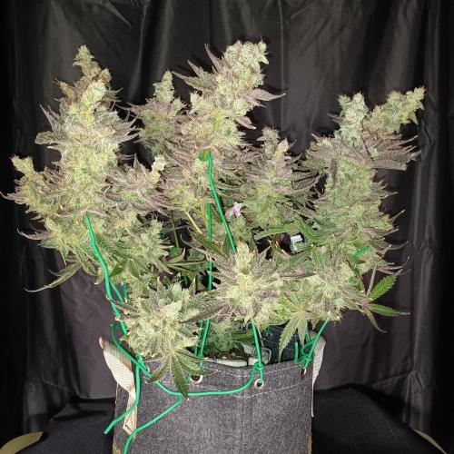 BubbleGum, RainbowSherbert, SkunkBreath. Week 16