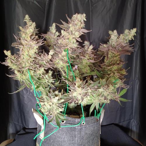 BubbleGum, RainbowSherbert, SkunkBreath. Week 16