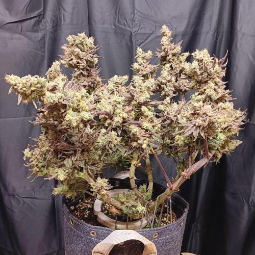 BubbleGum, RainbowSherbert, SkunkBreath. Week 17