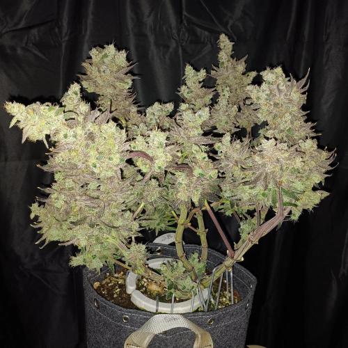 BubbleGum, RainbowSherbert, SkunkBreath. Week 17