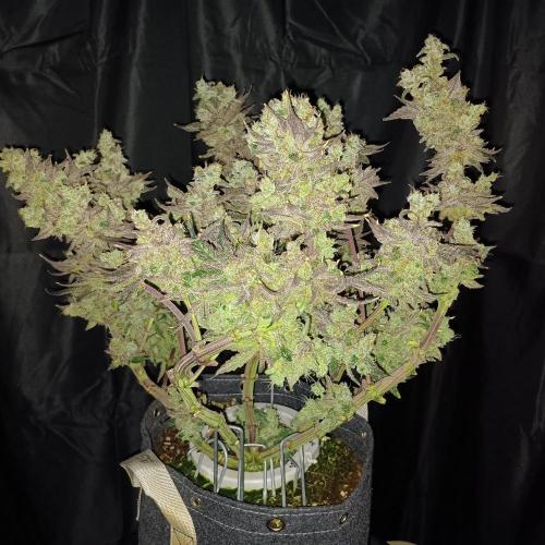 BubbleGum, RainbowSherbert, SkunkBreath. Week 17