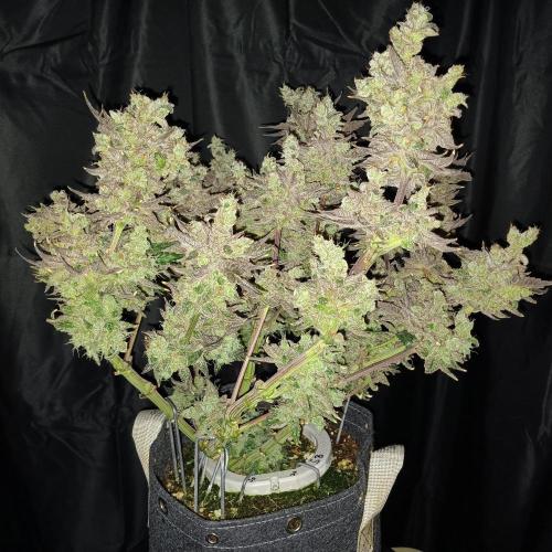 BubbleGum, RainbowSherbert, SkunkBreath. Week 17