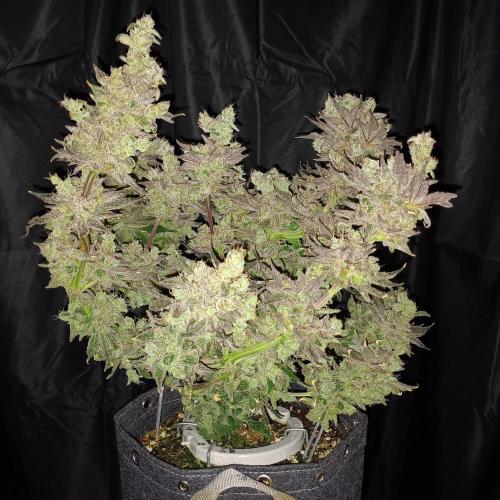 BubbleGum, RainbowSherbert, SkunkBreath. Week 17