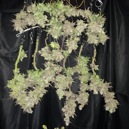 BubbleGum, RainbowSherbert, SkunkBreath. Week 17