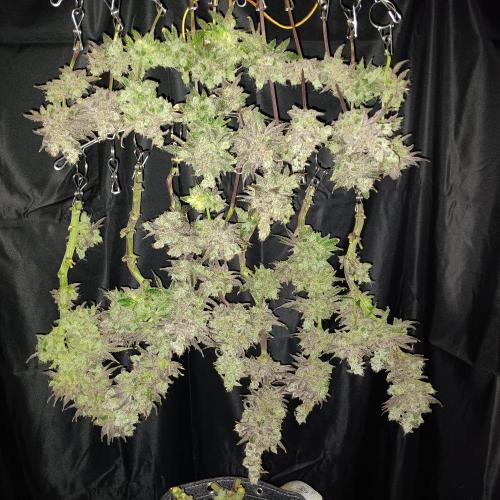 BubbleGum, RainbowSherbert, SkunkBreath. Week 17