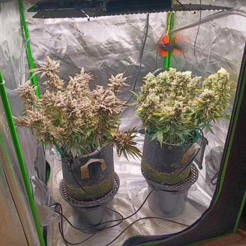 BubbleGum, RainbowSherbert, SkunkBreath. Week 17