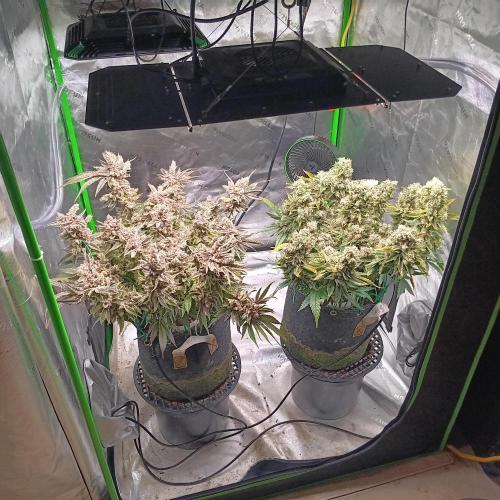 BubbleGum, RainbowSherbert, SkunkBreath. Week 17