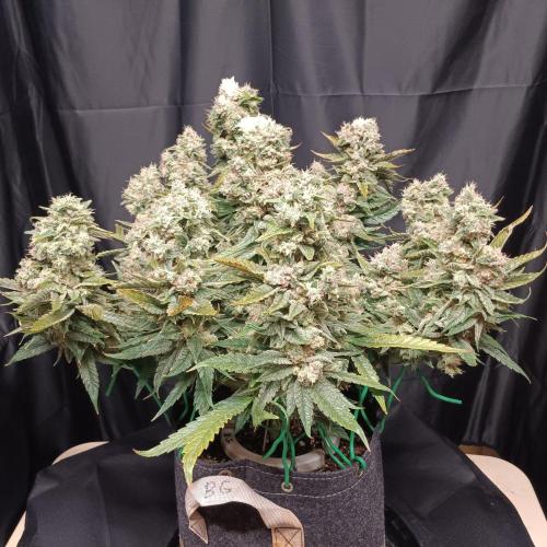 BubbleGum, RainbowSherbert, SkunkBreath. Week 17