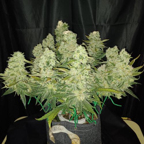 BubbleGum, RainbowSherbert, SkunkBreath. Week 17