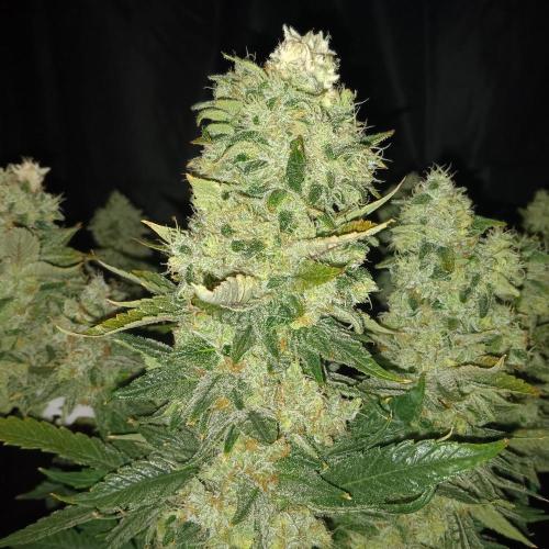 BubbleGum, RainbowSherbert, SkunkBreath. Week 17