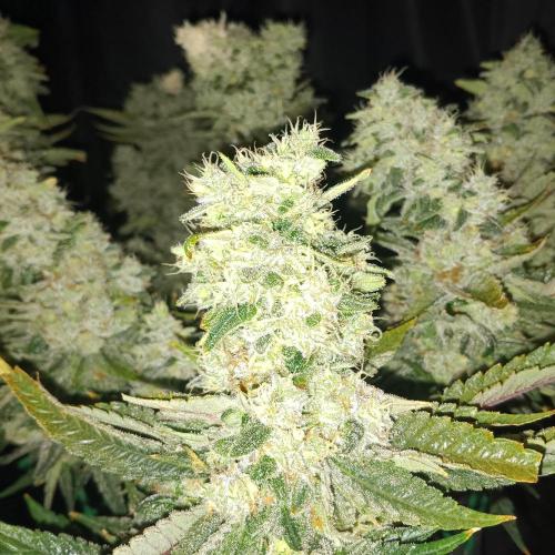 BubbleGum, RainbowSherbert, SkunkBreath. Week 17