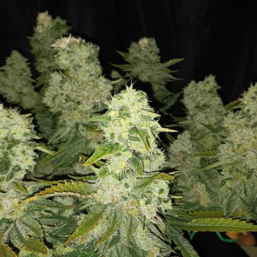 BubbleGum, RainbowSherbert, SkunkBreath. Week 17