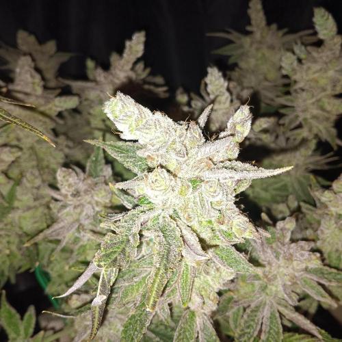 BubbleGum, RainbowSherbert, SkunkBreath. Week 17