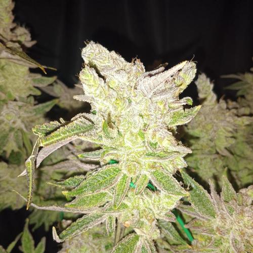 BubbleGum, RainbowSherbert, SkunkBreath. Week 17