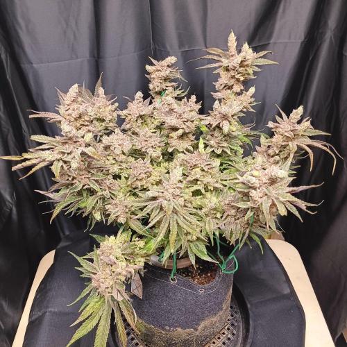 BubbleGum, RainbowSherbert, SkunkBreath. Week 17