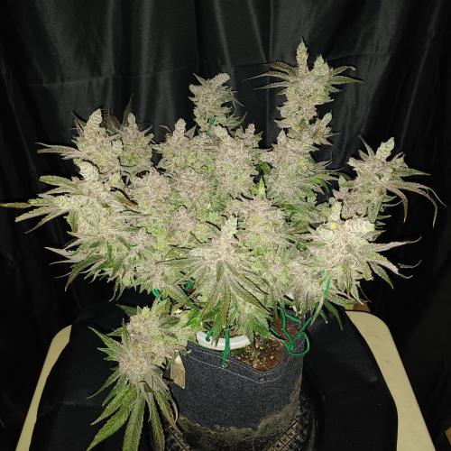 BubbleGum, RainbowSherbert, SkunkBreath. Week 17